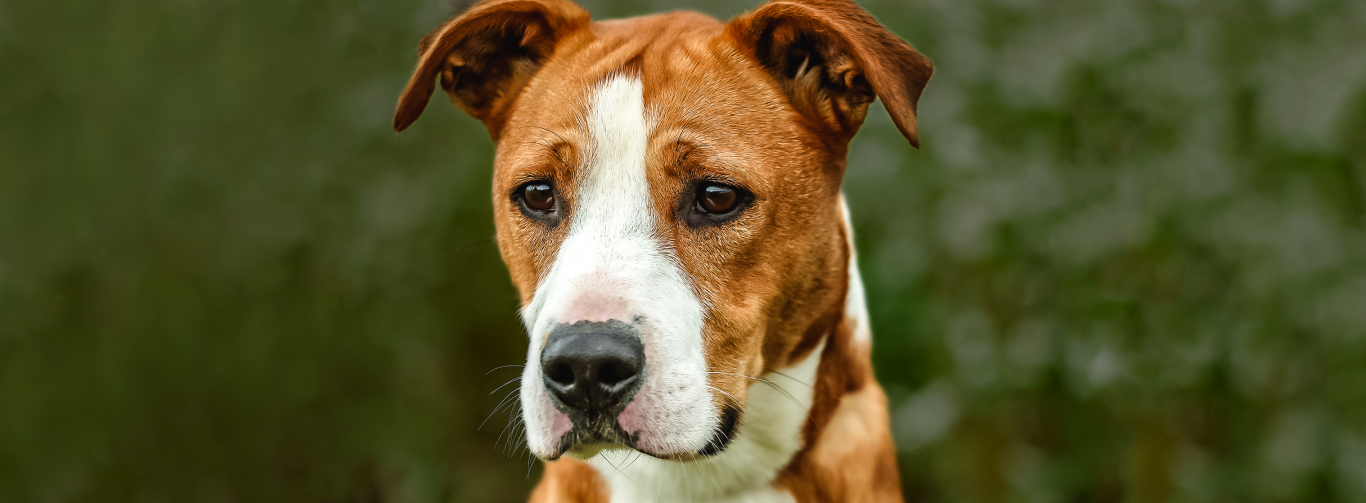Adopcja wirtualna - Schronisko Świdnica