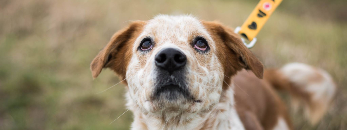 Zasady adopcji - Schronisko Świdnica
