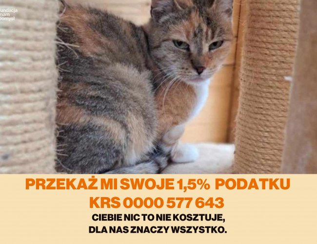 PUCIA DT - kot do adopcji w schronisku świdnica