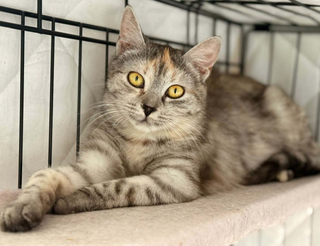 LARA - kot do adopcji w schronisku świdnica