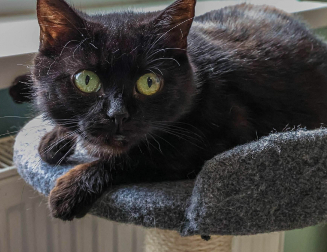 DONA - kot do adopcji w schronisku świdnica