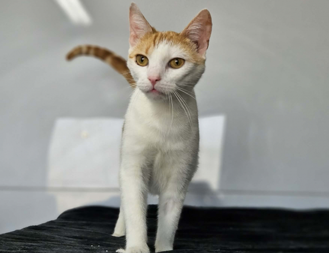 FOX - kot do adopcji w schronisku świdnica