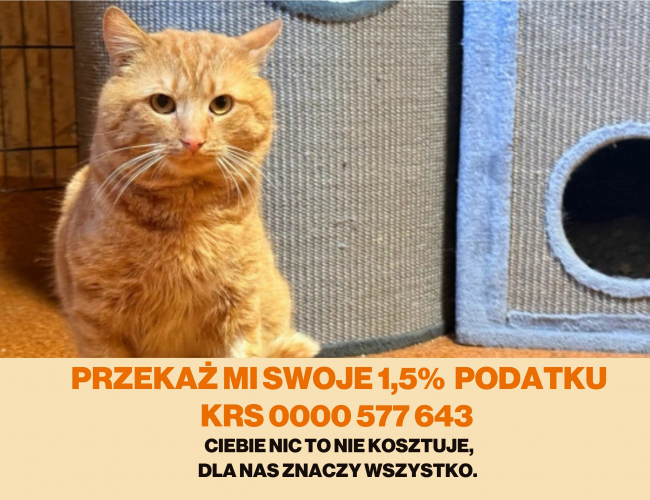 Schronisko dla Bezdomnych Zwierząt w Świdnicy - HRABIA