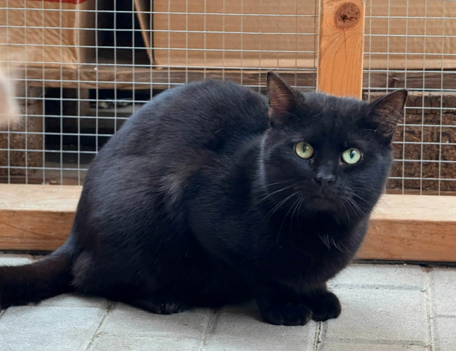 NELSON - kot do adopcji w schronisku świdnica