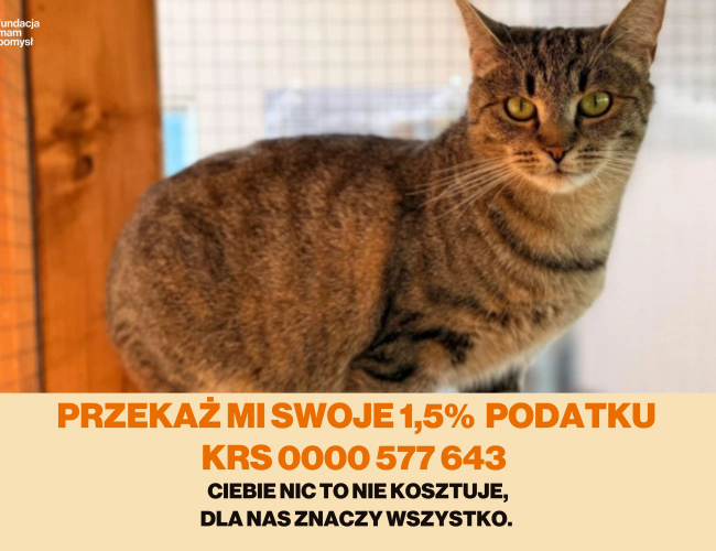 HELEN DT - kot do adopcji w schronisku świdnica