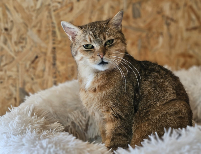 FOKSI - kot do adopcji w schronisku świdnica