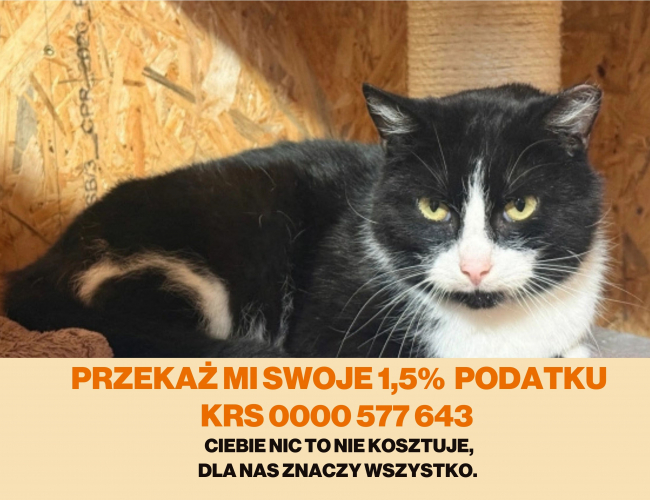 MERLOT - kot do adopcji w schronisku świdnica