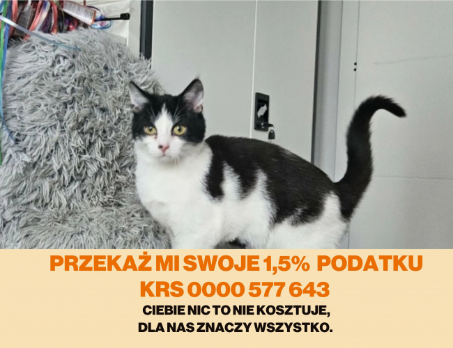 Schronisko dla Bezdomnych Zwierząt w Świdnicy - KMINEK DT