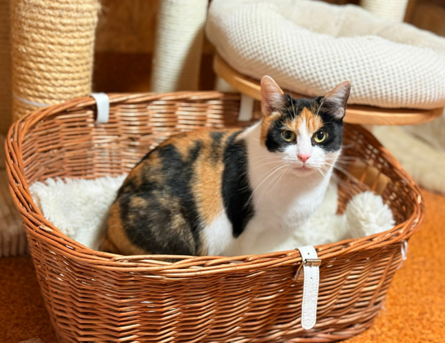 GINGER DT - kot do adopcji w schronisku świdnica