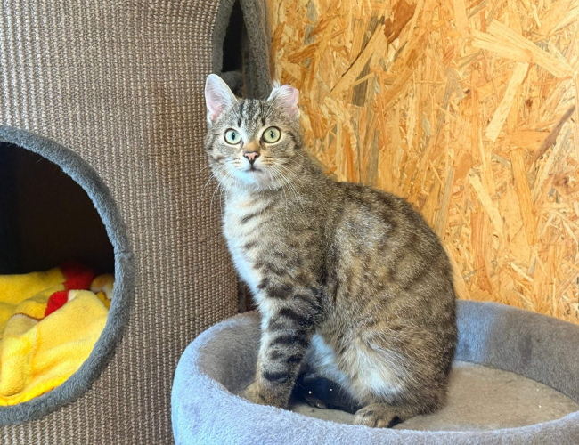 ARAMIS - kot do adopcji w schronisku świdnica