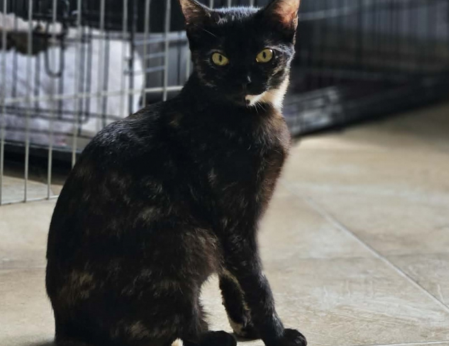 SZEJNA DT - kot do adopcji w schronisku świdnica