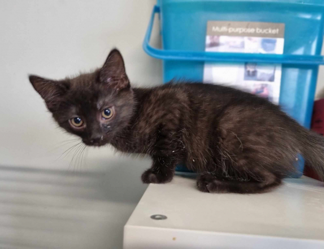 Schronisko dla Bezdomnych Zwierząt w Świdnicy - Whiskas