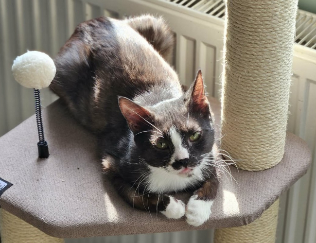 FLIP - kot do adopcji w schronisku świdnica