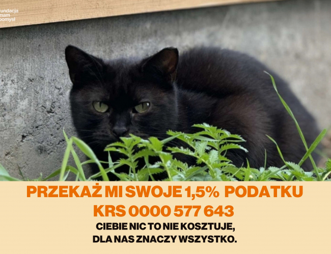 CZARNUSZKA DT - kot do adopcji w schronisku świdnica