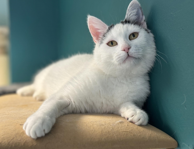 LIWI - kot do adopcji w schronisku świdnica