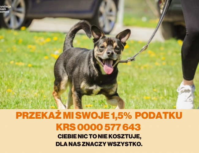 CZAREK - pies do adopcji w schronisku świdnica