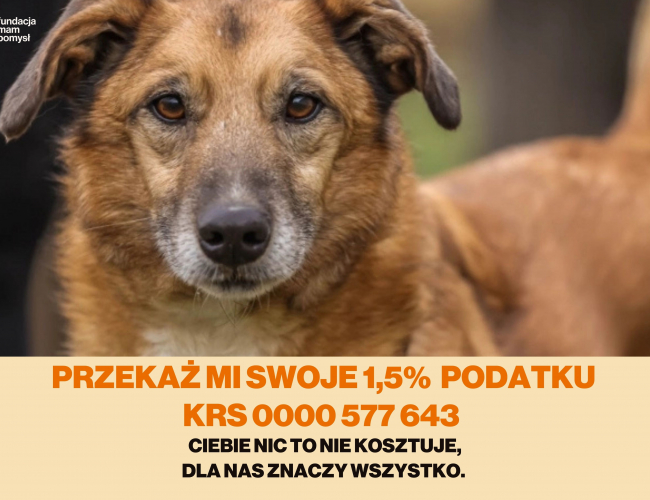 SPARKY - pies do adopcji w schronisku świdnica