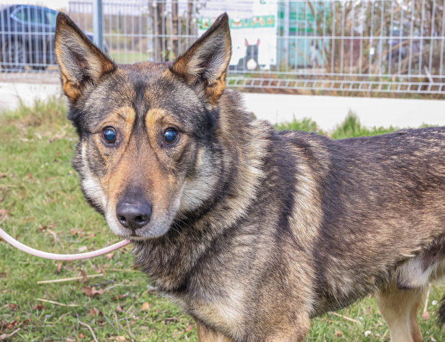 KIVO - pies do adopcji w schronisku świdnica