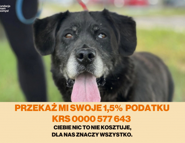 DRZYMEK - pies do adopcji w schronisku świdnica