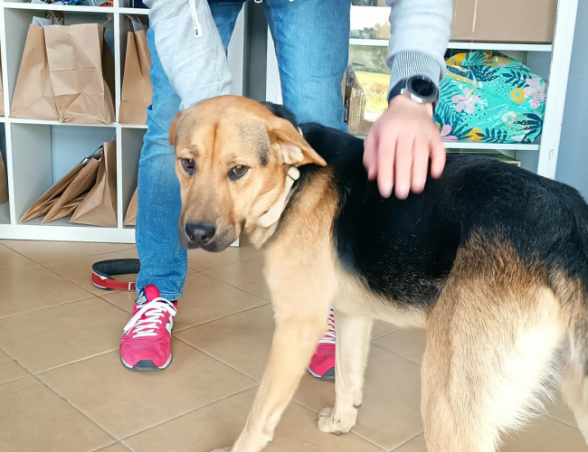 Schronisko dla Bezdomnych Zwierząt w Świdnicy - KARMEL