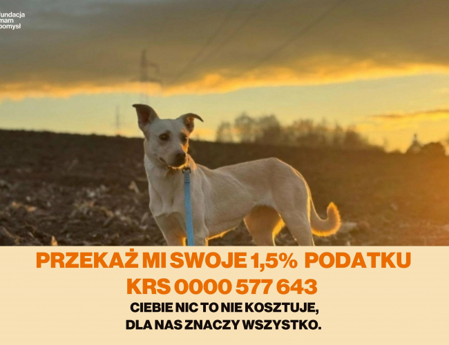 FIMA DT - pies do adopcji w schronisku świdnica