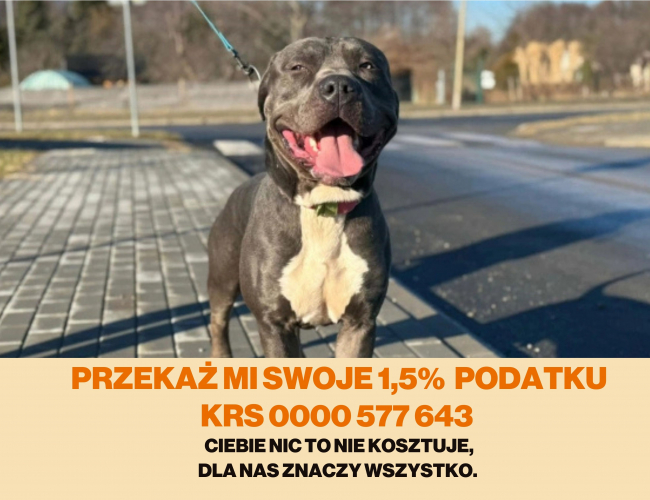 HERKULES - pies do adopcji w schronisku świdnica