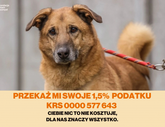 SAJMON - pies do adopcji w schronisku świdnica