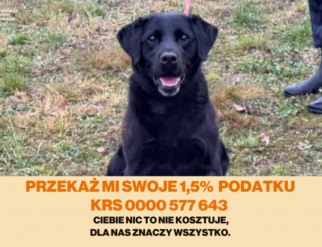 FURIA - pies do adopcji w schronisku świdnica