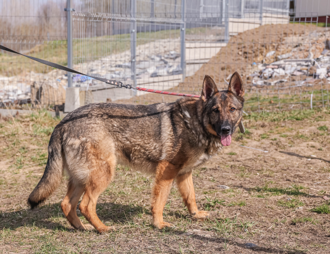 Schronisko dla Bezdomnych Zwierząt w Świdnicy - ROMA
