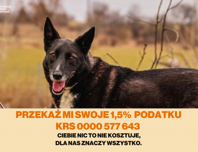 WALKER - pies do adopcji w schronisku świdnica