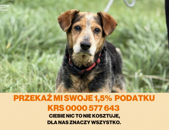 Schronisko dla Bezdomnych Zwierząt w Świdnicy - BANTI DT