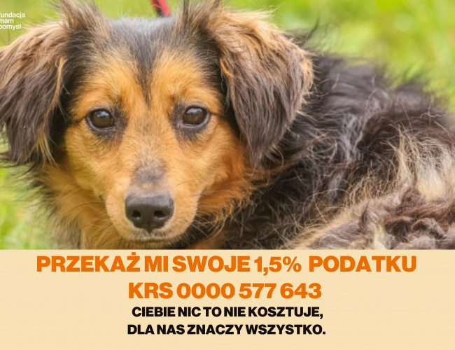 Schronisko dla Bezdomnych Zwierząt w Świdnicy - COLA DT