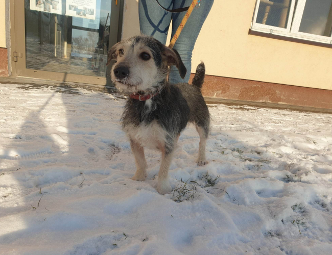 Schronisko dla Bezdomnych Zwierząt w Świdnicy - ARIA