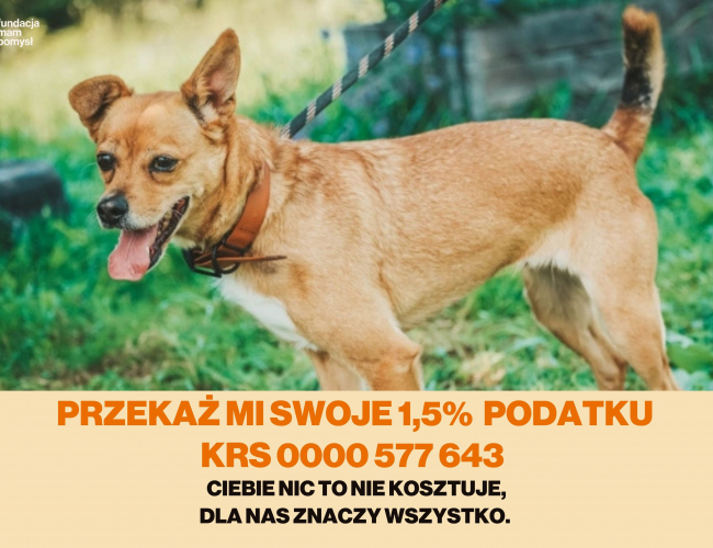 Schronisko dla Bezdomnych Zwierząt w Świdnicy - NIKITA DT