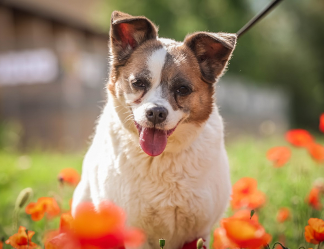 DEJSI - pies do adopcji w schronisku świdnica
