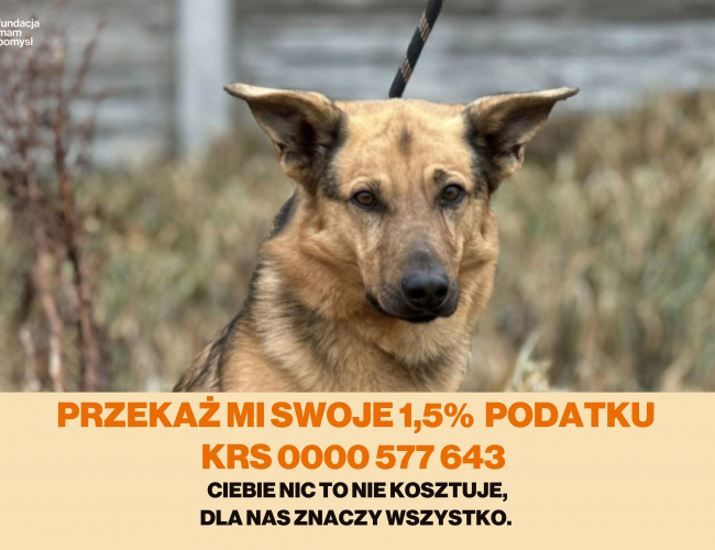 MAGNUS - pies do adopcji w schronisku świdnica