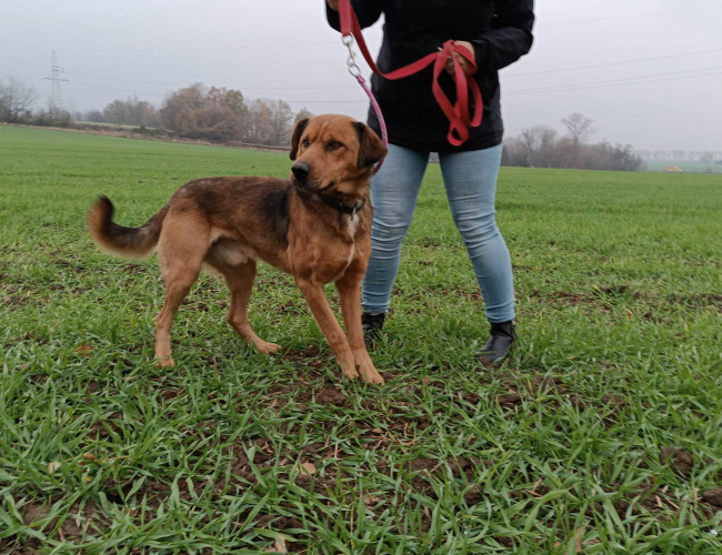 Schronisko dla Bezdomnych Zwierząt w Świdnicy - ROKI
