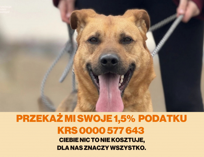DAKAR - pies do adopcji w schronisku świdnica