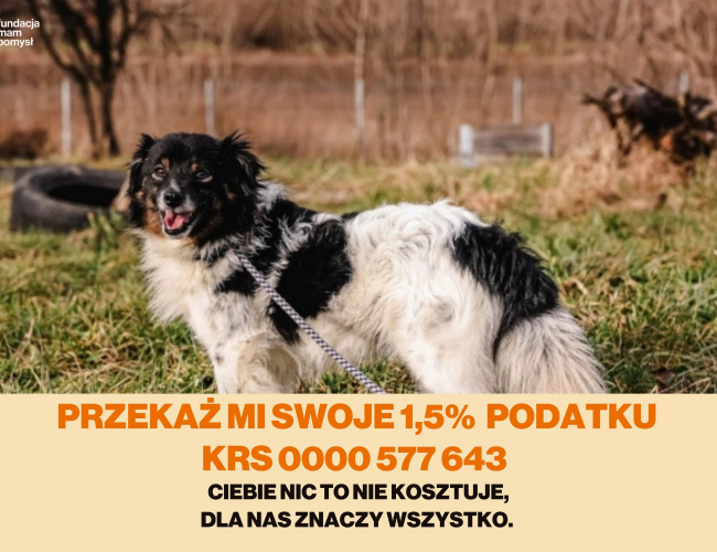 Schronisko dla Bezdomnych Zwierząt w Świdnicy - KAMYCZEK DT