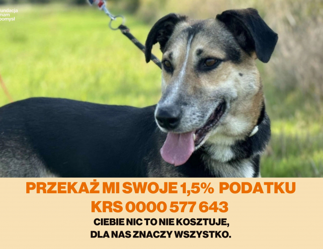 BAJER DT - pies do adopcji w schronisku świdnica