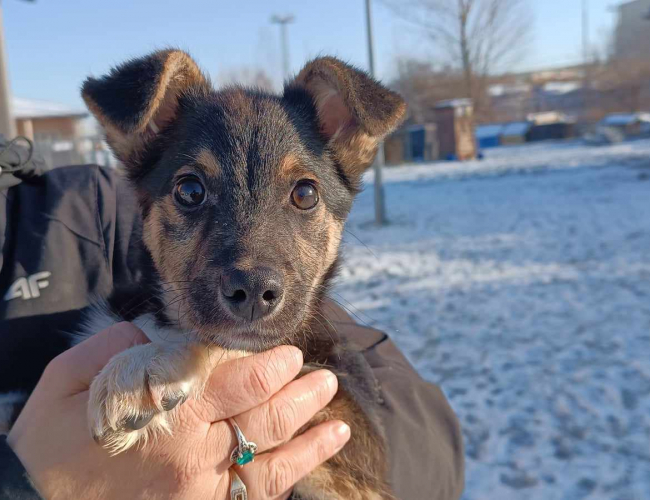 Schronisko dla Bezdomnych Zwierząt w Świdnicy - Bruce