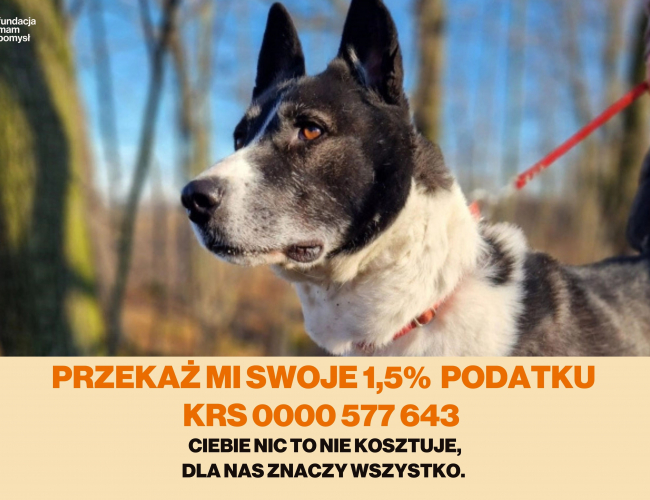 MISIO DT - pies do adopcji w schronisku świdnica