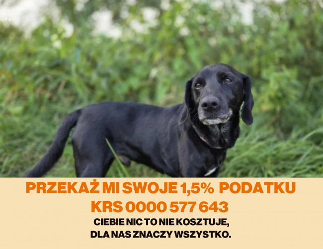 Schronisko dla Bezdomnych Zwierząt w Świdnicy - DUAL