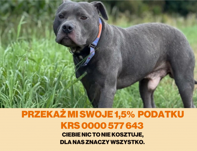 JOKER - pies do adopcji w schronisku świdnica