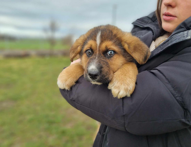 Schronisko dla Bezdomnych Zwierząt w Świdnicy - SIMBA
