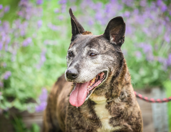 MORENGO - pies do adopcji w schronisku świdnica