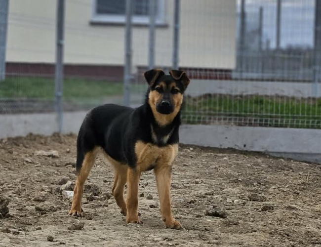 Schronisko dla Bezdomnych Zwierząt w Świdnicy - ŁAZIK