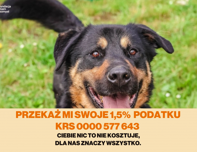 BULLOCK - pies do adopcji w schronisku świdnica