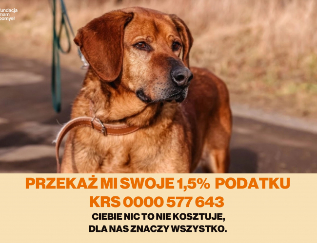 WALTER - pies do adopcji w schronisku świdnica