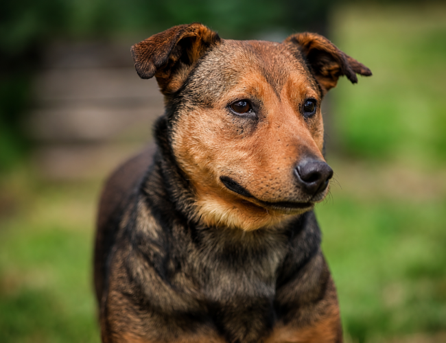 FARELL - pies do adopcji w schronisku świdnica